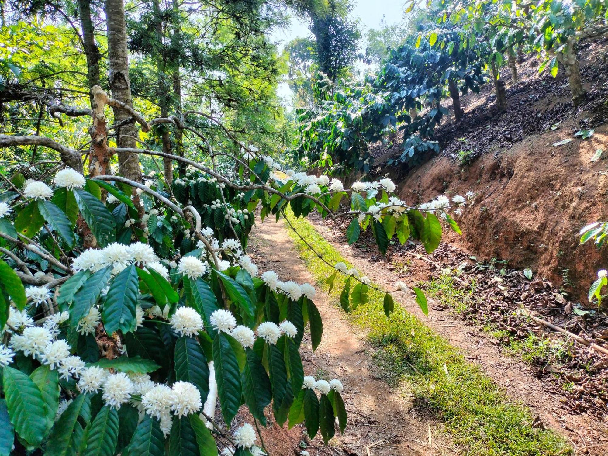 Sambrama Wood House Villa Madikeri Exterior photo